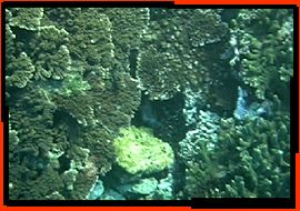 corail de St Leu - Reef